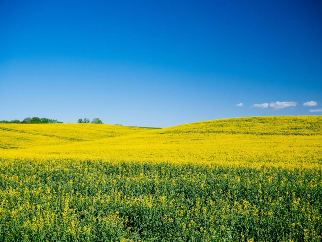 Vaste champ de colza jaune en fleurs sous un ciel bleu pur en Bourgogne.